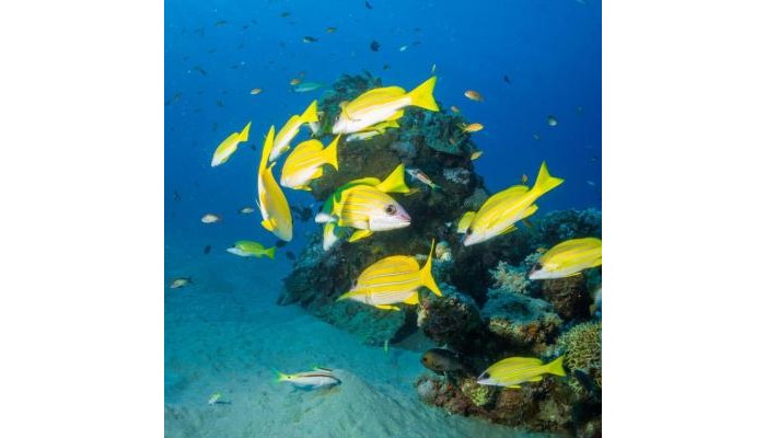 Hotel Coral Sun Beach poza 47