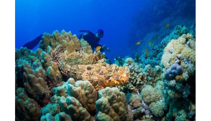 Hotel Coral Sun Beach poza 46