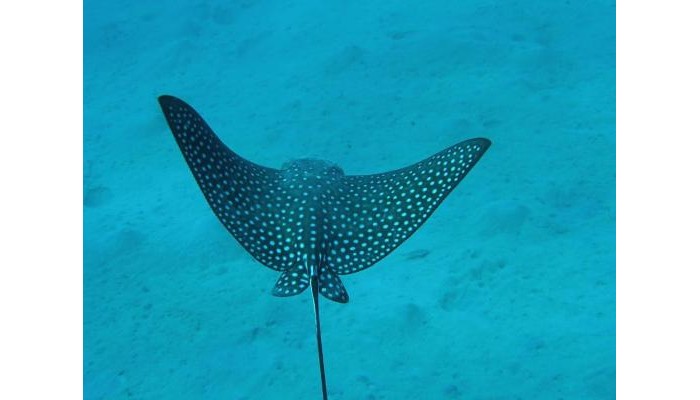 Hotel Coral Sun Beach poza 48